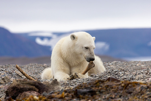 Chewing a whalebone