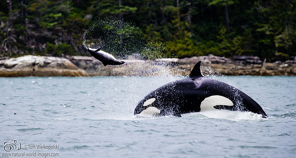 Orca with Harbour Porpoise