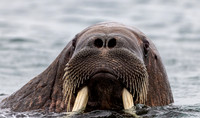 Svalbard 22