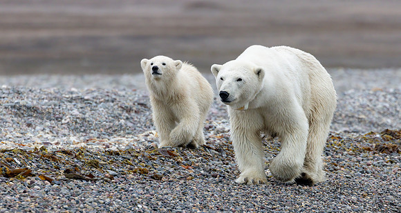 Mum and cub on the tide line