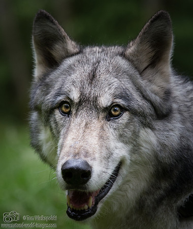 Female Wolf