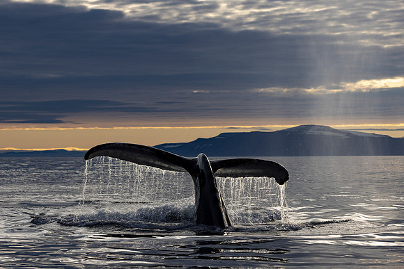 Humpback dives for food