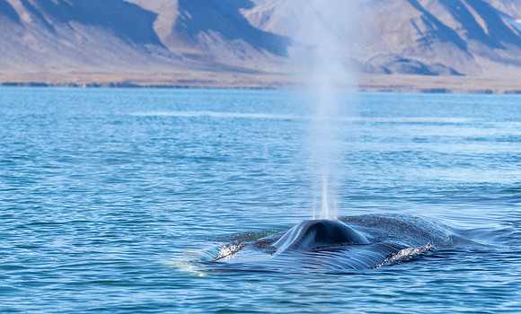 Fin whale blows