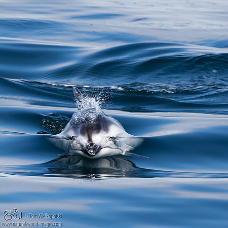 Pacific White Sided Dolphin