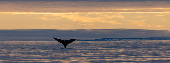 A single Humpback whaletail.