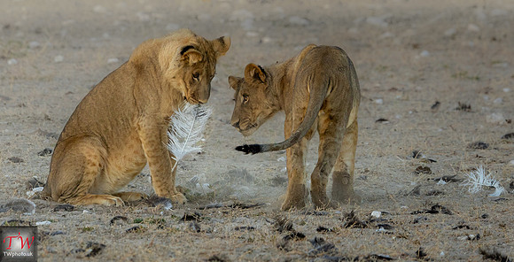Lion cubs with feathers