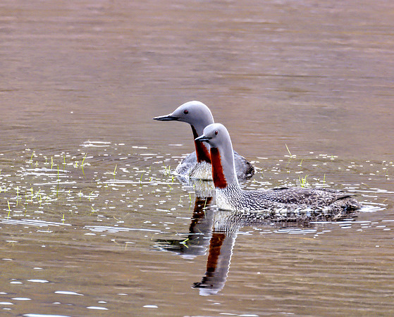 Red Throated Diver pair