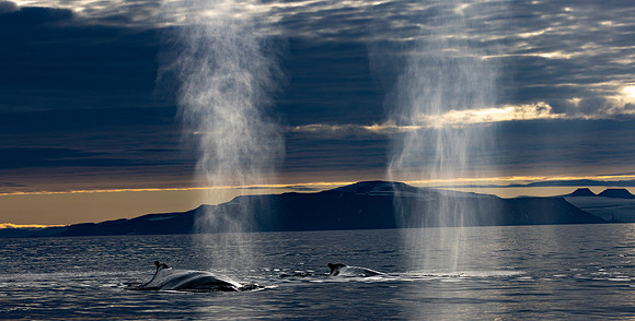 Mother and calf blow together.