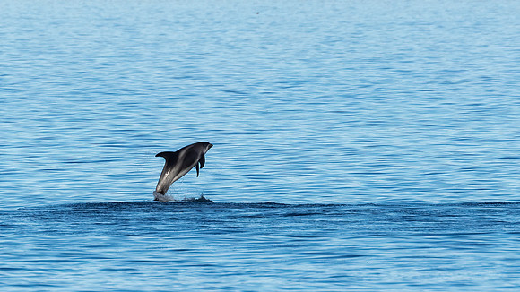 Jump for joy