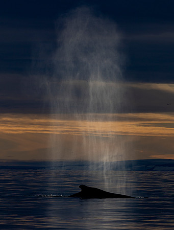 A single Humpback blow