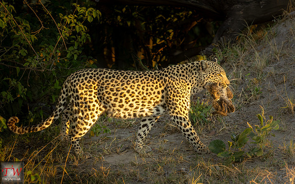 Leopard carring cub