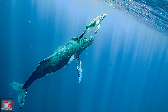 Humpback Mother and Juvenile