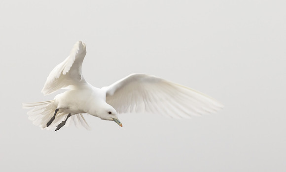 Ivory Gull