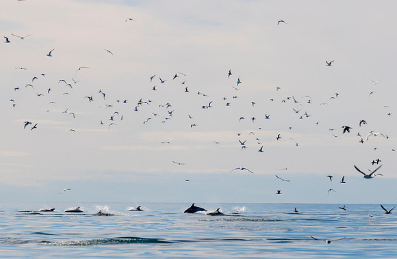 White sided Dolphins hunting