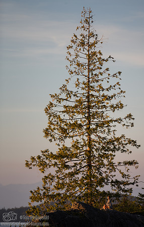 Evening sun