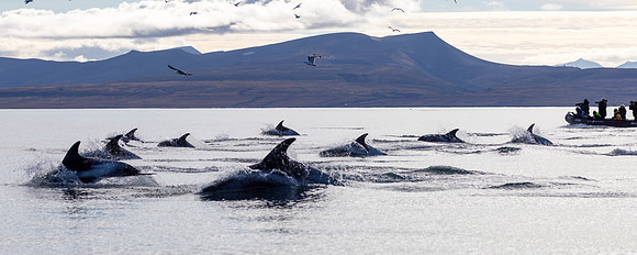 White sided Dolphins hunting, with visitors